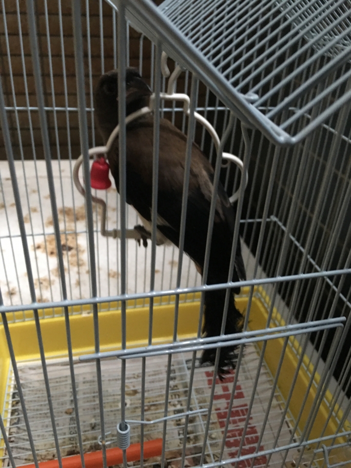 這是什麼鳥？