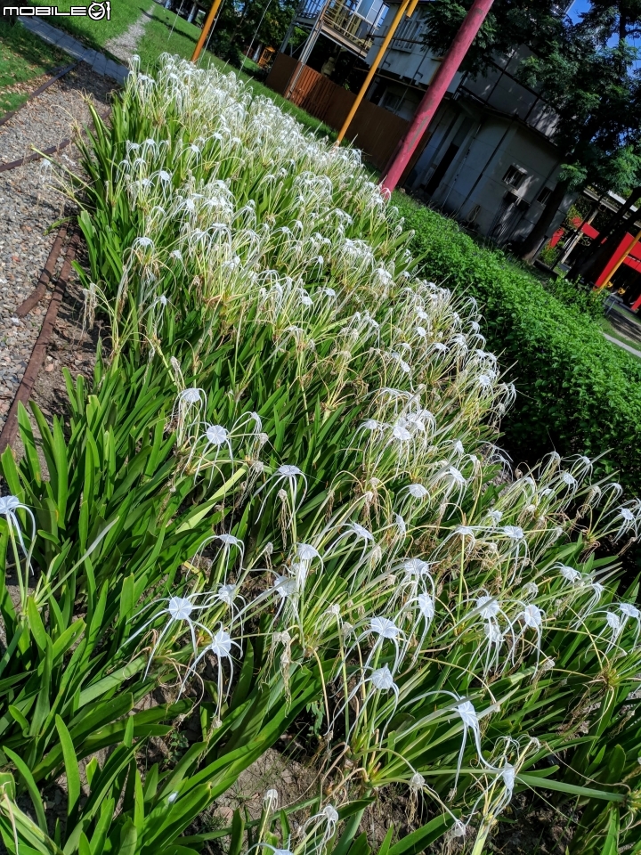 蜘蛛蘭 台南市佳里區蕭壠文化園區 07/27