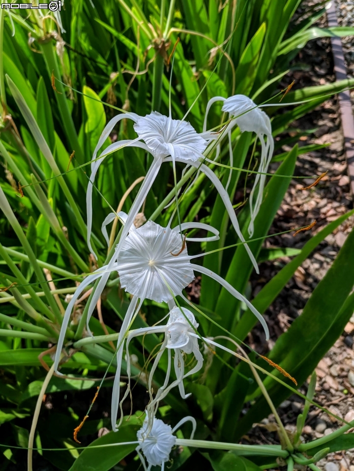 蜘蛛蘭 台南市佳里區蕭壠文化園區 07/27