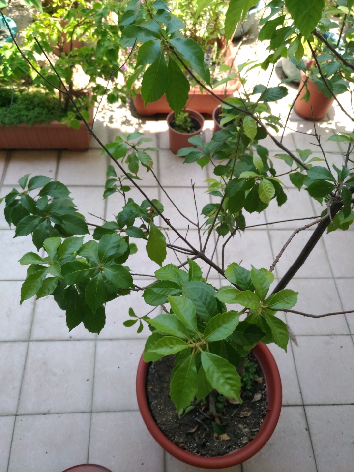 請教植物名