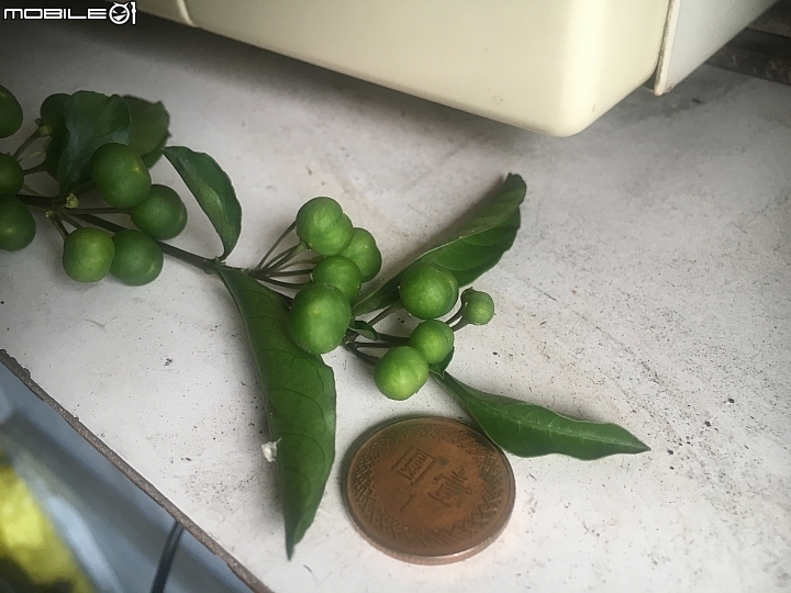 請問這植物的名稱