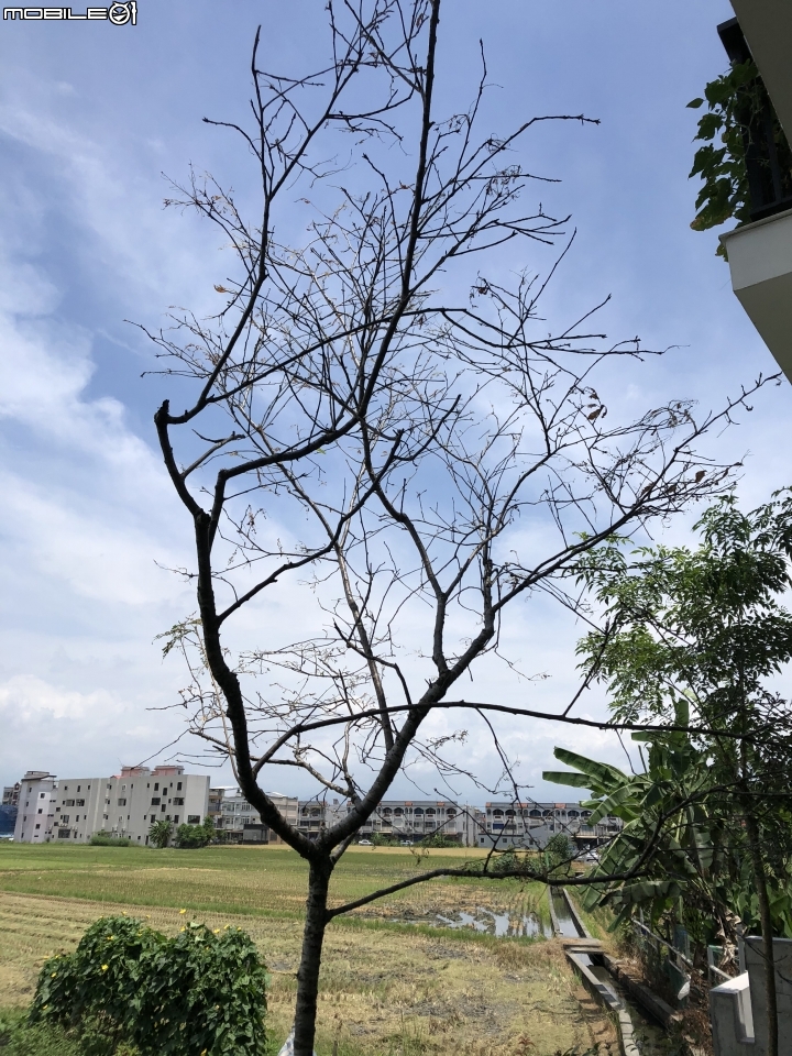 請教櫻花樹上的黃黑毛毛蟲