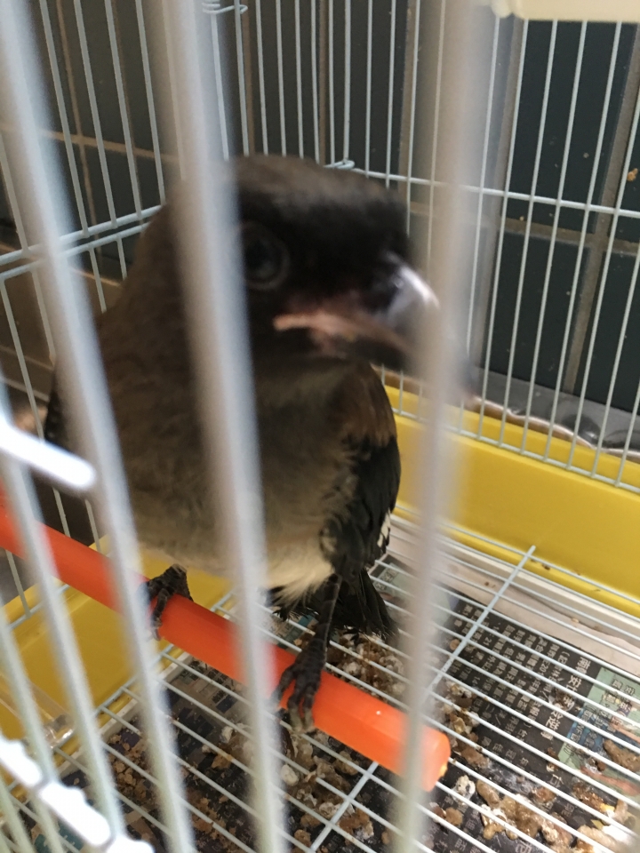 這是什麼鳥？