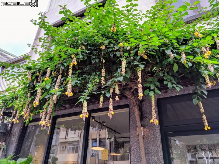 菲律賓石梓 台南市安平區安北路 07/07