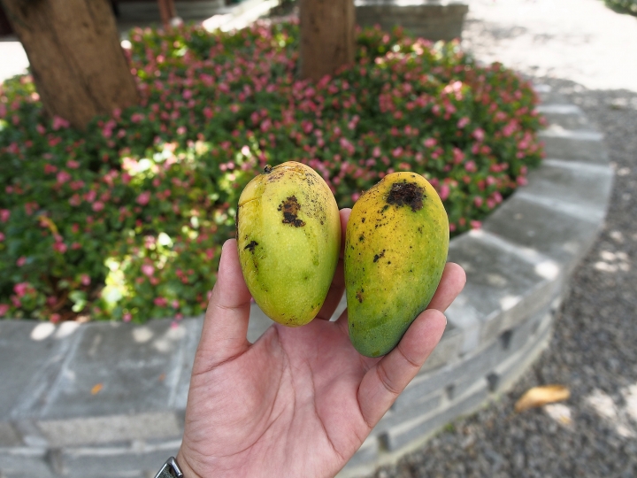 臺中 清水 清水公學校日式宿舍群|楊肇嘉紀念館 — 保存完整的大規模日式宿舍群