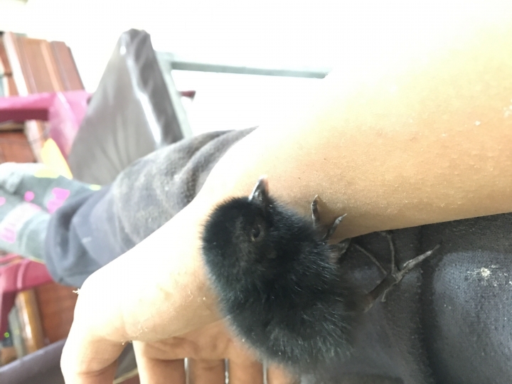這是什麼鳥？在工地撿到的