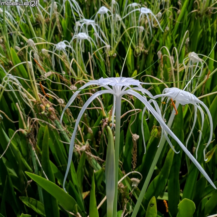 蜘蛛蘭 台南市佳里區蕭壠文化園區 07/27