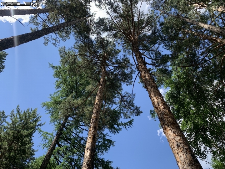 2019 初到蒙古國 （三）森林漫走