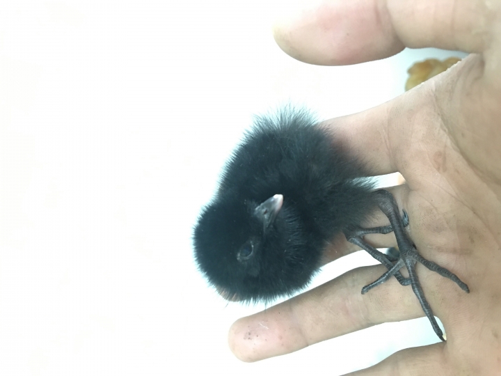 這是什麼鳥？在工地撿到的