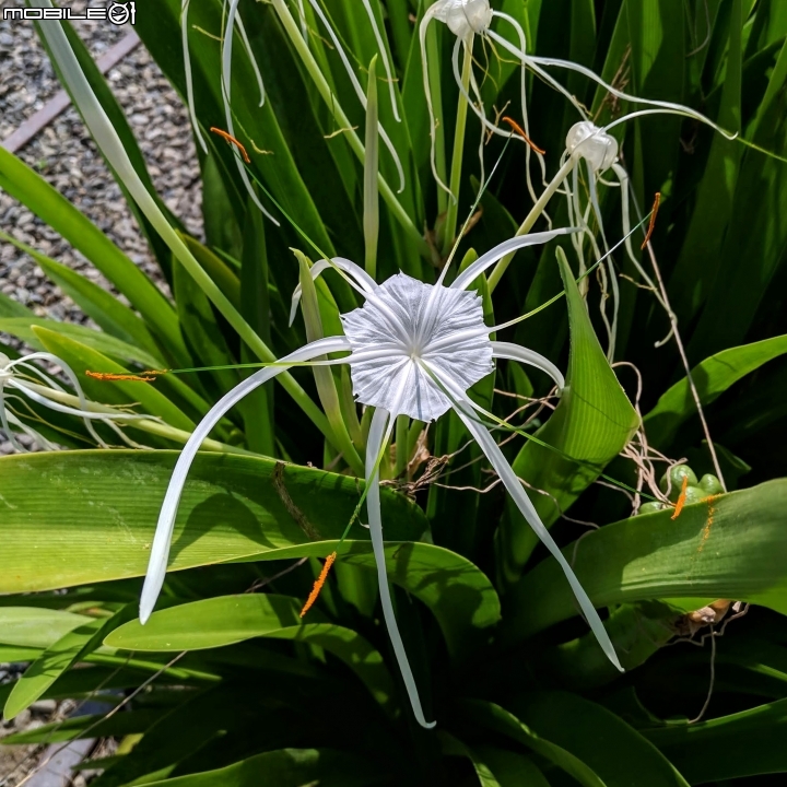 蜘蛛蘭 台南市佳里區蕭壠文化園區 07/27