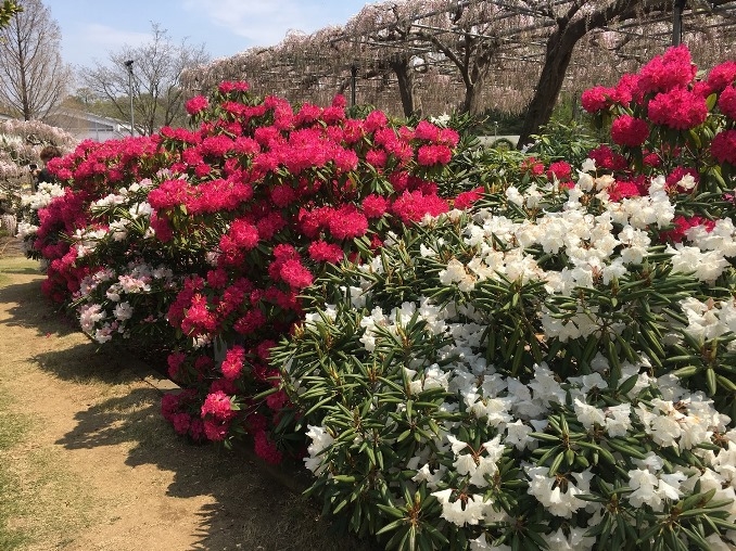 典藏俱樂部-春季賞花之旅