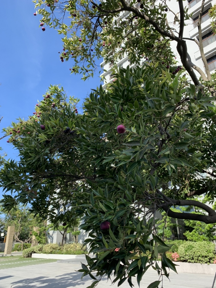 請教植物~長很多紫紅色小果實