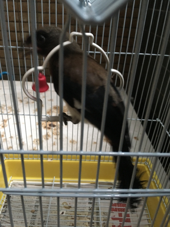 這是什麼鳥？