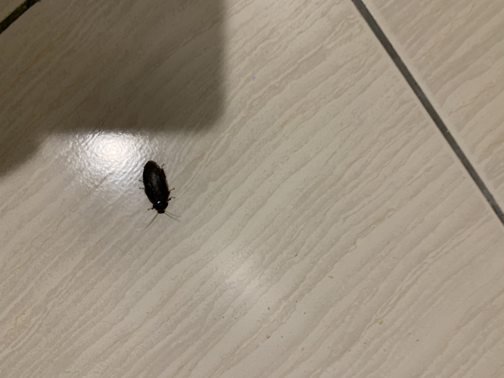 家剛裝潢半年不到一直有這種蟲，上網google不到。請解答