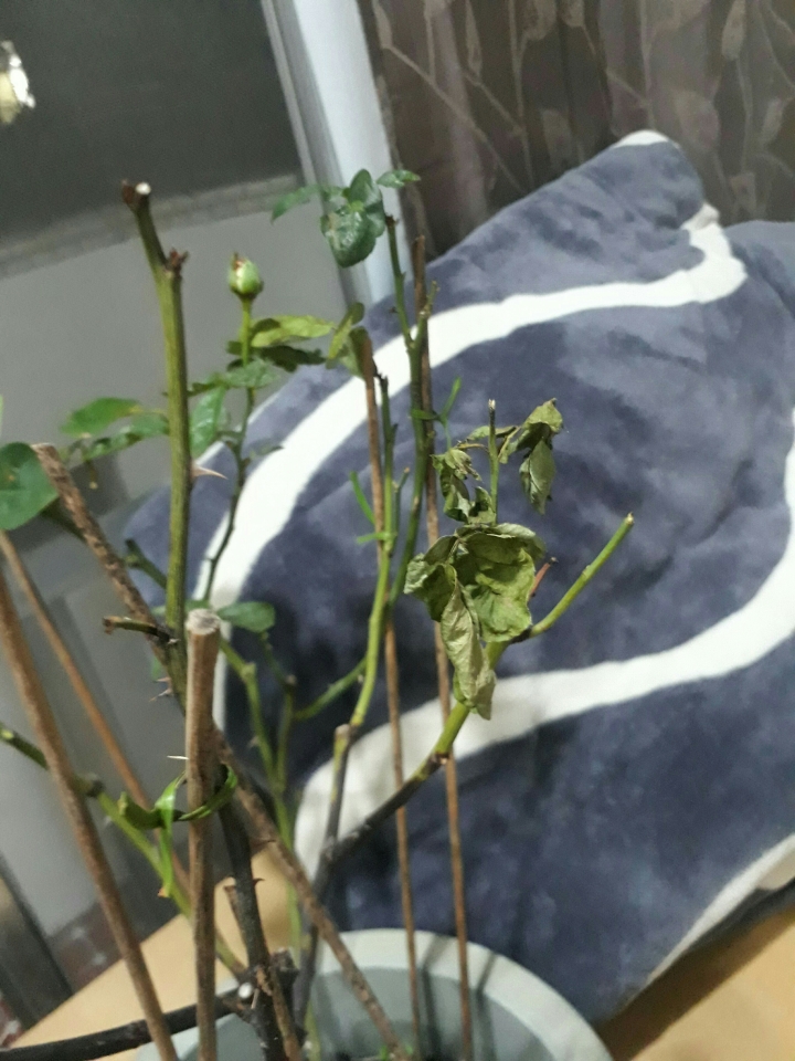 玫瑰花是不是生病了