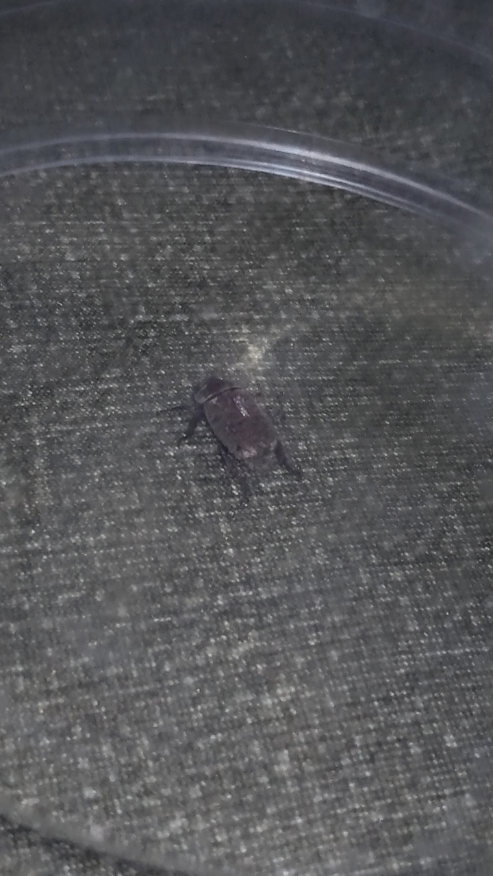 這是什麼怪蟲?