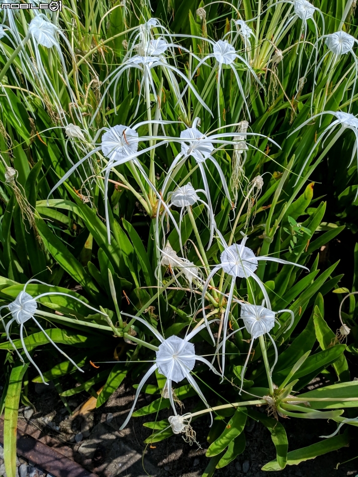 蜘蛛蘭 台南市佳里區蕭壠文化園區 07/27