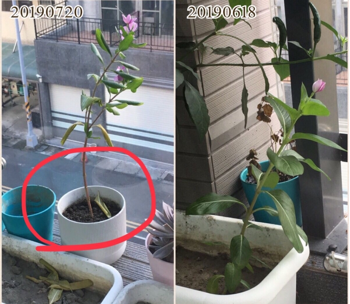 從根部開始掉葉子