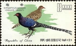 【請益】未知品種的鳥禽