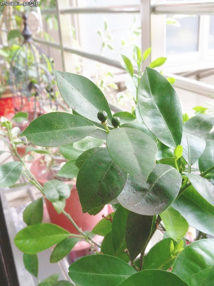 金佶樹葉有黑點，長蟲嗎？(想確認解決)