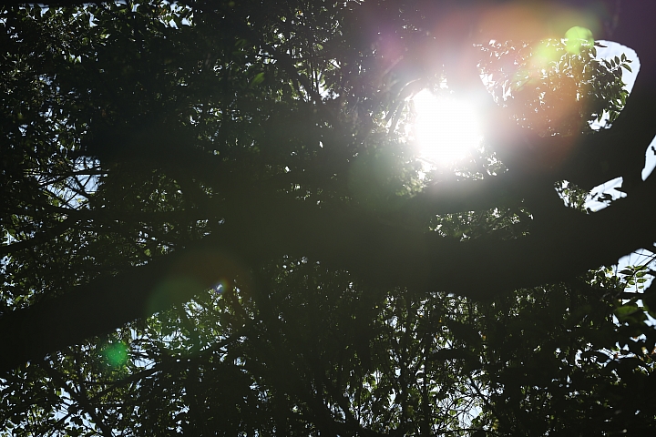 Canon RF 85mm f/1.2L USM 鏡頭評測｜極致光學的展現 人像鏡皇代表作！