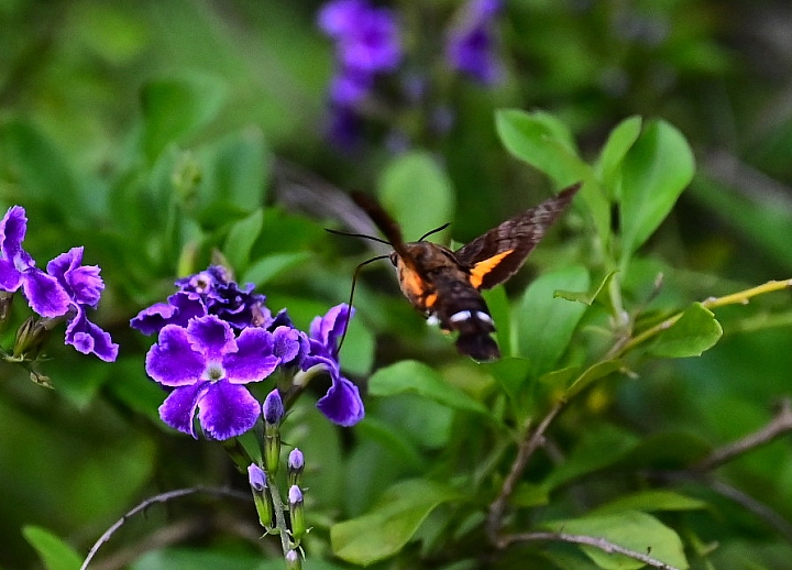 (更新Z7+256 200mm&500mm)Z6+24-70mm F2.8 S快門1/8000長啄天蛾。