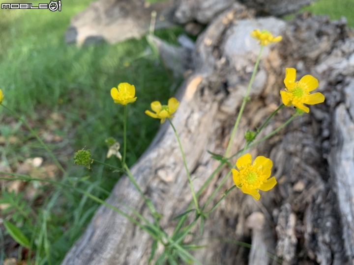 2019 初到蒙古國 （五）Gorkhi Terelj National Park兩日遊 -下