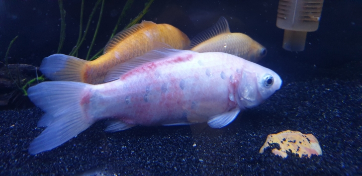 魚是不是生病了？
