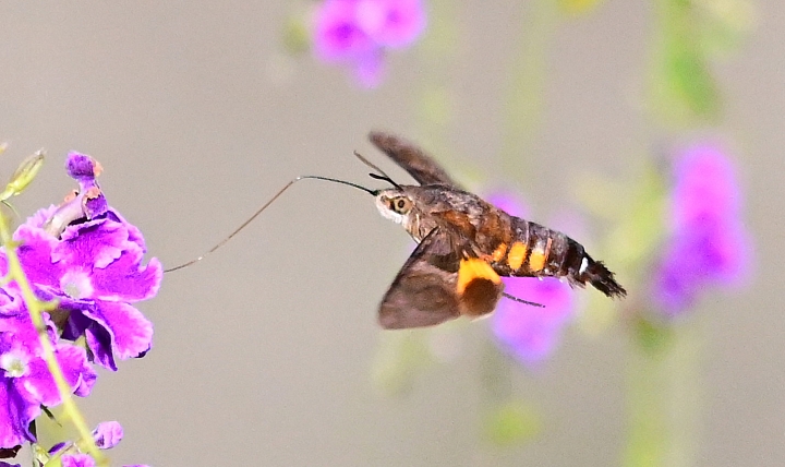 (更新Z7+256 200mm&500mm)Z6+24-70mm F2.8 S快門1/8000長啄天蛾。