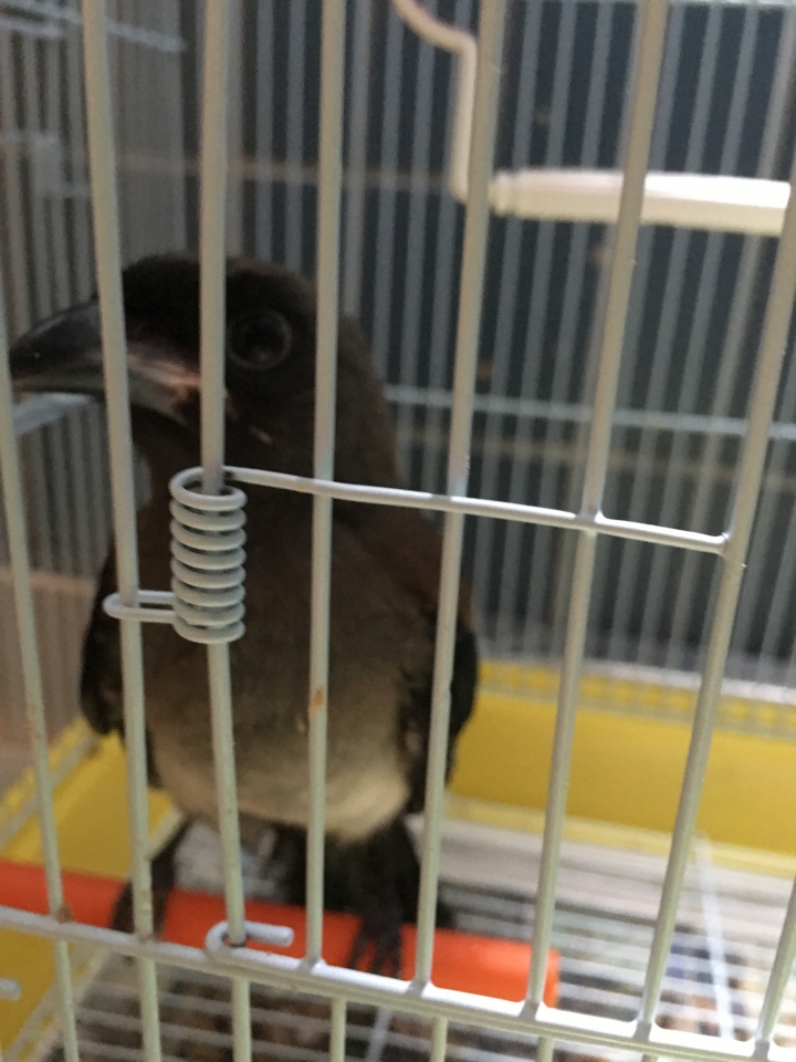 這是什麼鳥？