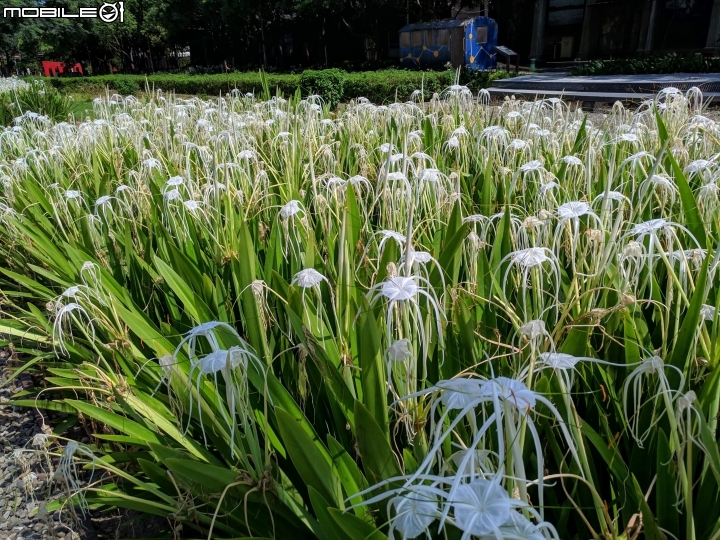 蜘蛛蘭 台南市佳里區蕭壠文化園區 07/27