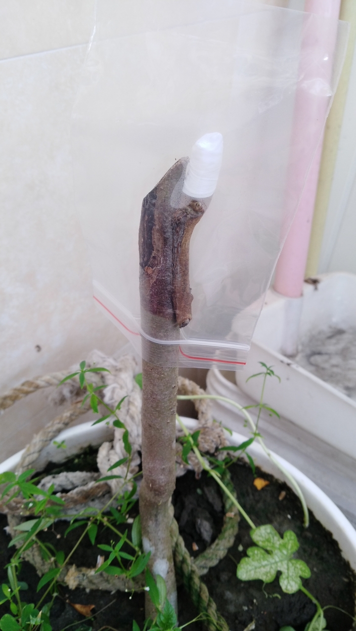 本週最傷心之緊急嫁接