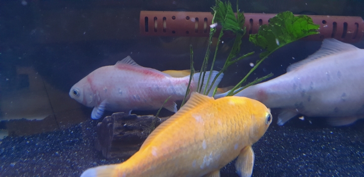 魚是不是生病了？