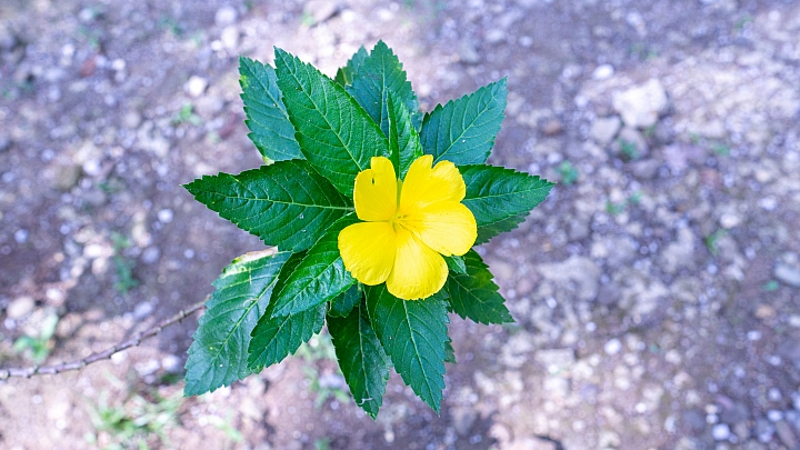 就為了那整片藍藍的海--宿霧（a6000+24z+10-18)