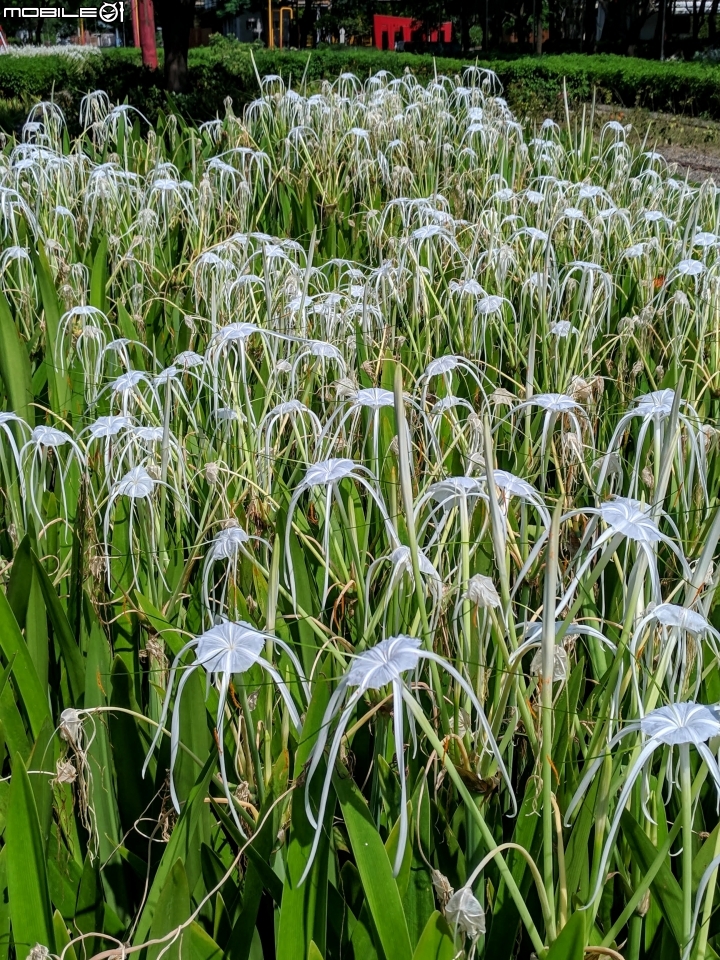 蜘蛛蘭 台南市佳里區蕭壠文化園區 07/27