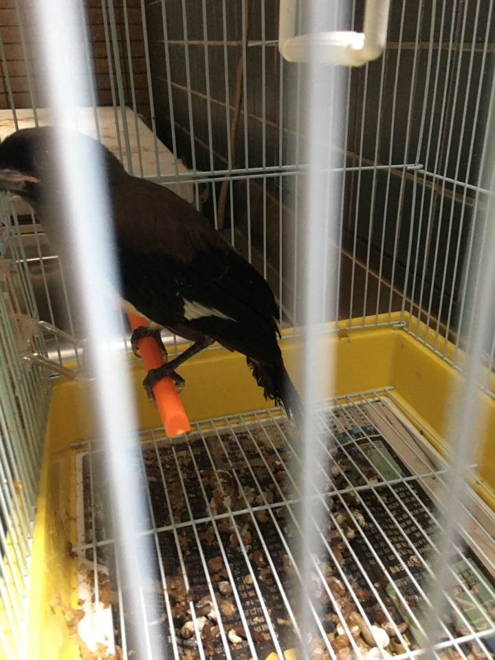 這是什麼鳥？