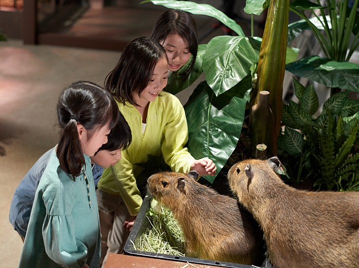 日本的主題樂園④「在森林中成為鳥兒！與動物近距離接觸！以體感體驗為主題」