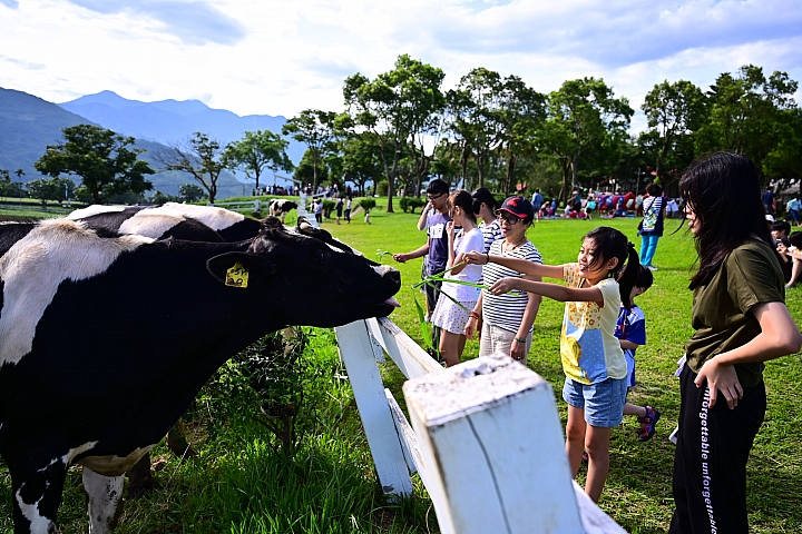 因為初鹿牧場乳牛排行榜，才知道乳牛一天泌乳量最高可超過30公斤。