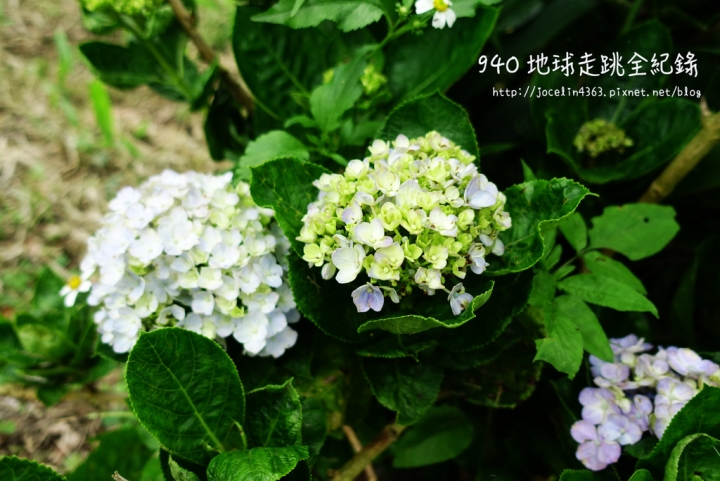 [桃園 • 景點] 嫩嬰出遊初體驗 | 大溪花海農場。可口可樂博物館