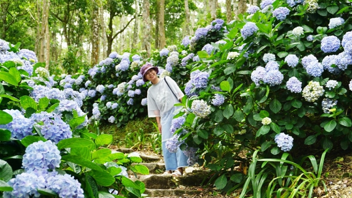 ★台東太麻里★【青山農場】繡球花步道美麗盛開。