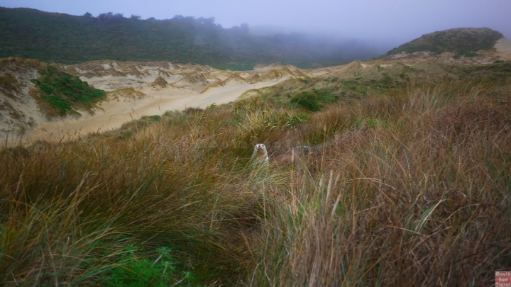 【紐西蘭●南島】皇家信天翁中心Royal Albatross Centre與野生黃眼企鵝Sandfly Bay