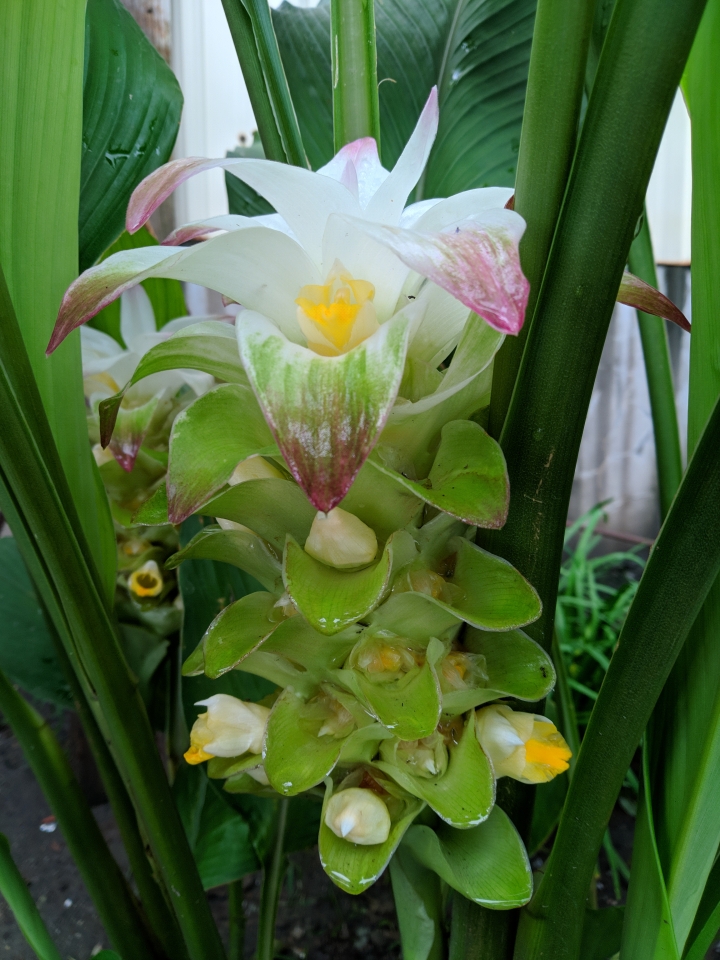 美麗的薑黃花