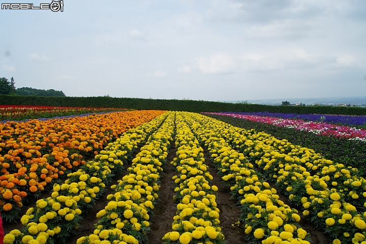 [北海道]富良野     富田農場
