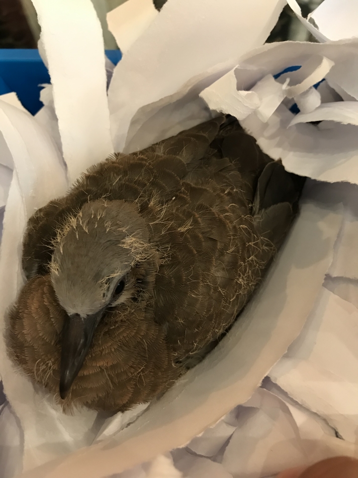 怎麽辦？我撿到這種鳥....