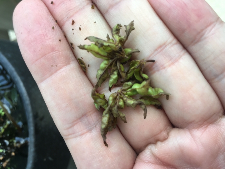 楓樹盆栽又枯葉