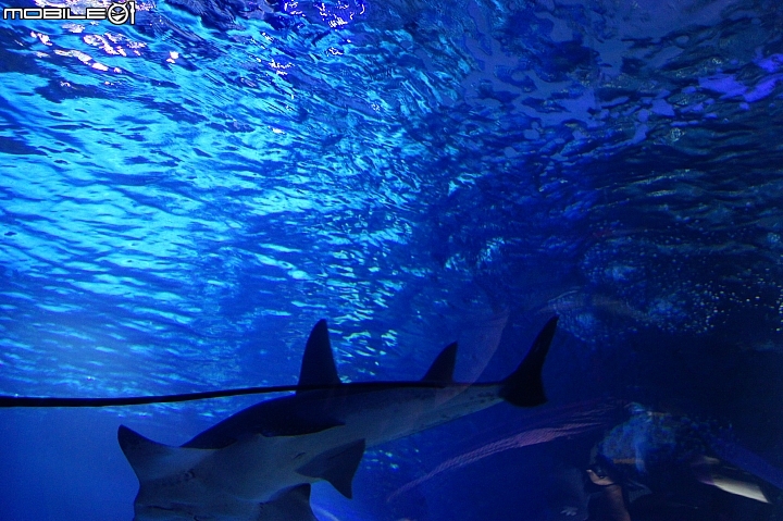 花蓮海洋公園