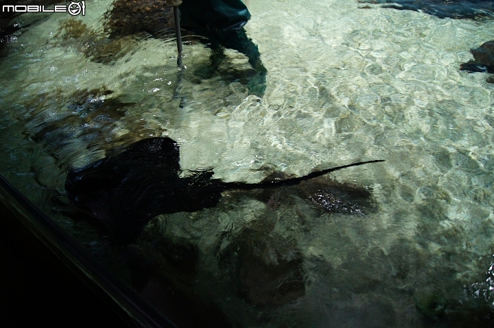 花蓮海洋公園
