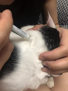全能貓大家都自己點，還是找醫生點?