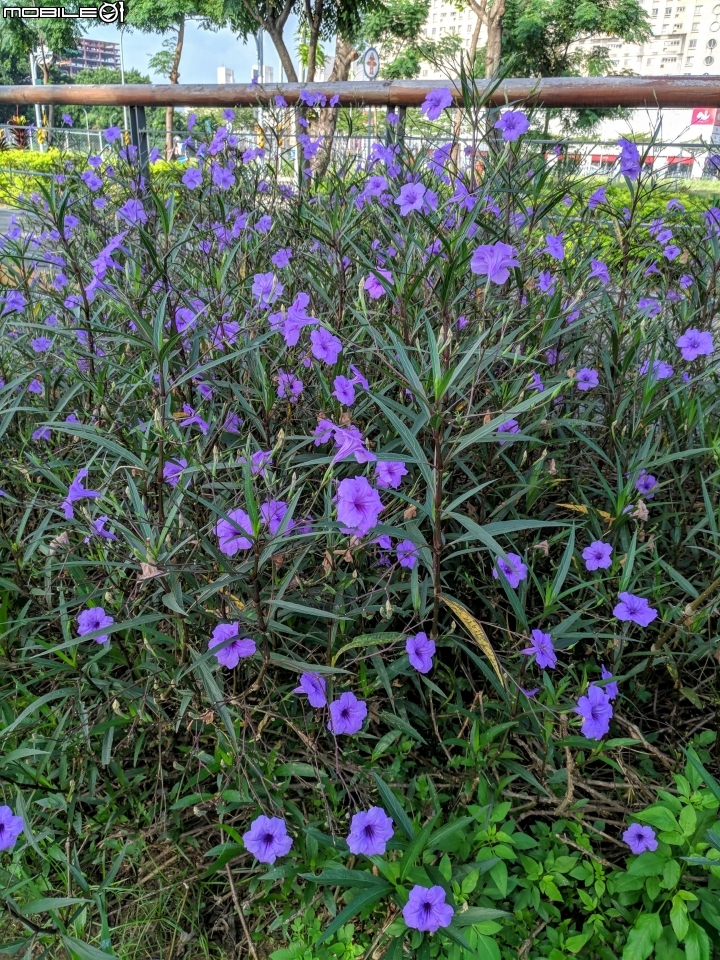 翠盧莉 台南市東區平實公園 08/30