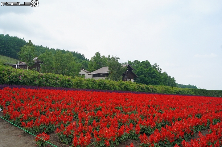 [北海道]富良野     富田農場